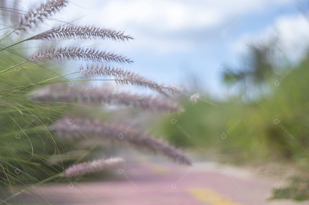 Ciclovia cercada por vegetação em um dia ensolarado, conceito de ciclismo, natureza urbana.