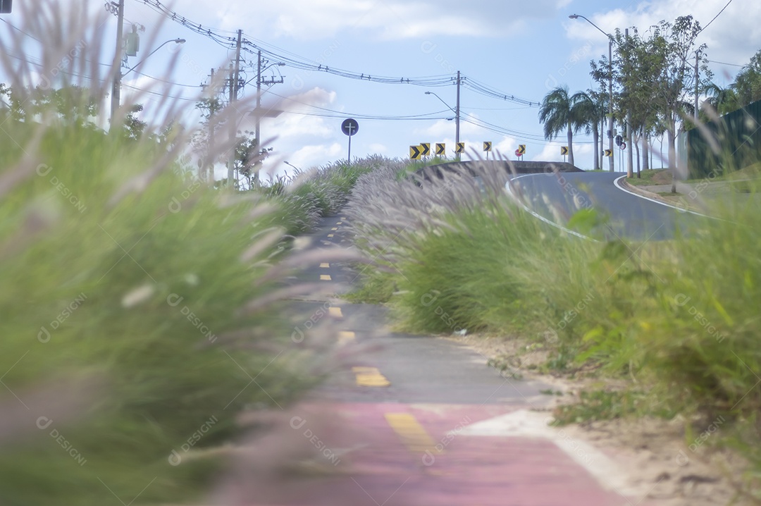 Ciclovia cercada por vegetação em um dia ensolarado, conceito de ciclismo, natureza urbana.