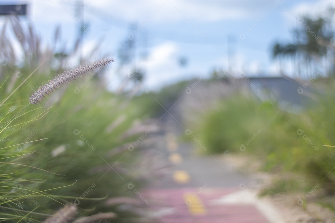 Ciclovia cercada por vegetação em um dia ensolarado, conceito de ciclismo, natureza urbana.