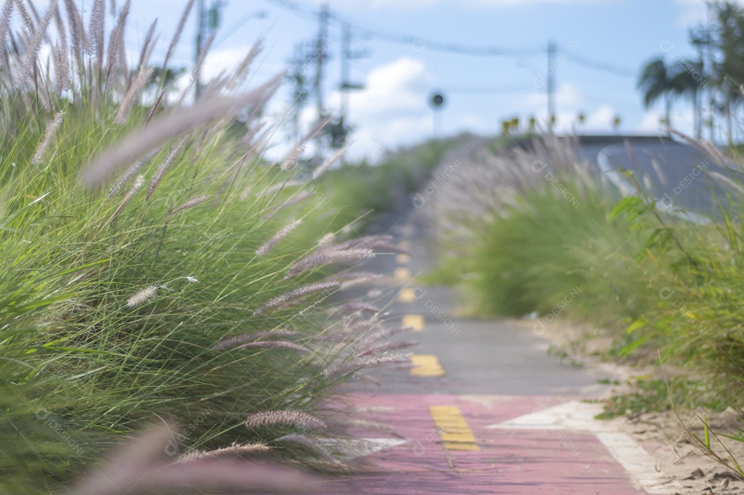 Ciclovia cercada por vegetação em um dia ensolarado, conceito de ciclismo, natureza urbana.