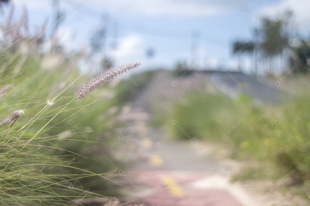 Ciclovia cercada por vegetação em um dia ensolarado, conceito de ciclismo, natureza urbana.