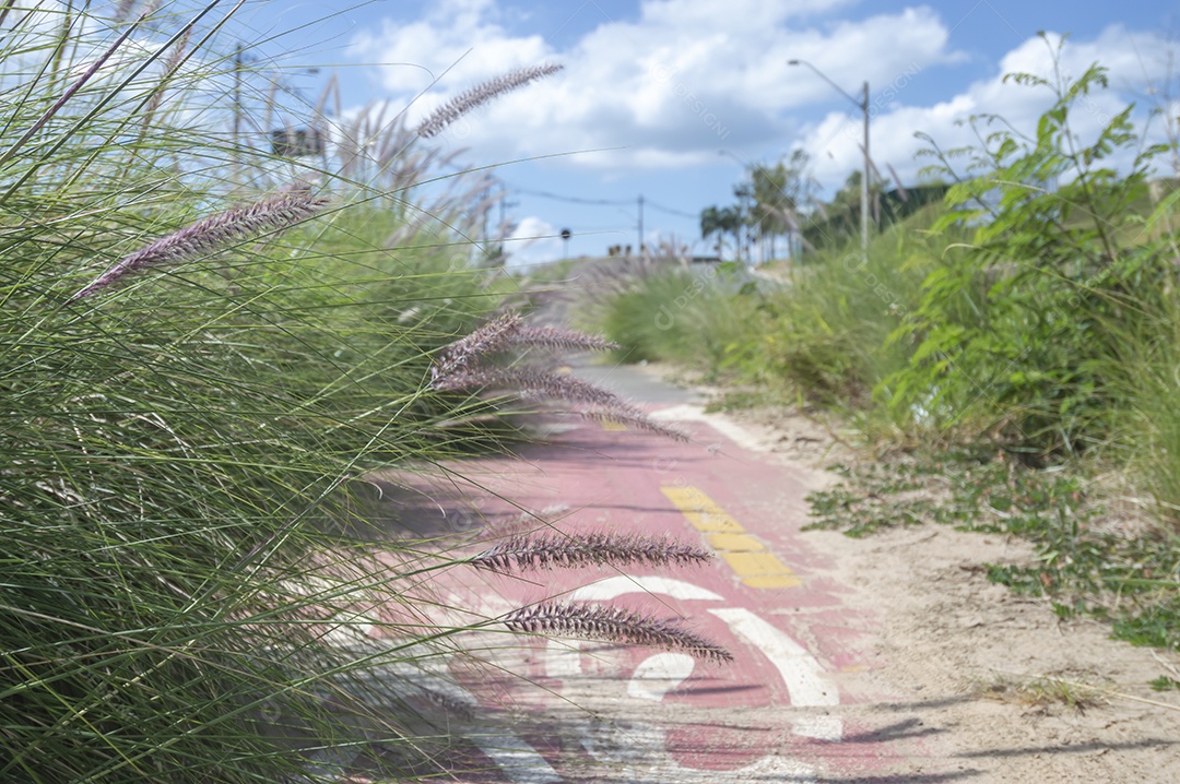 Ciclovia cercada por vegetação em um dia ensolarado, conceito de ciclismo, natureza urbana.