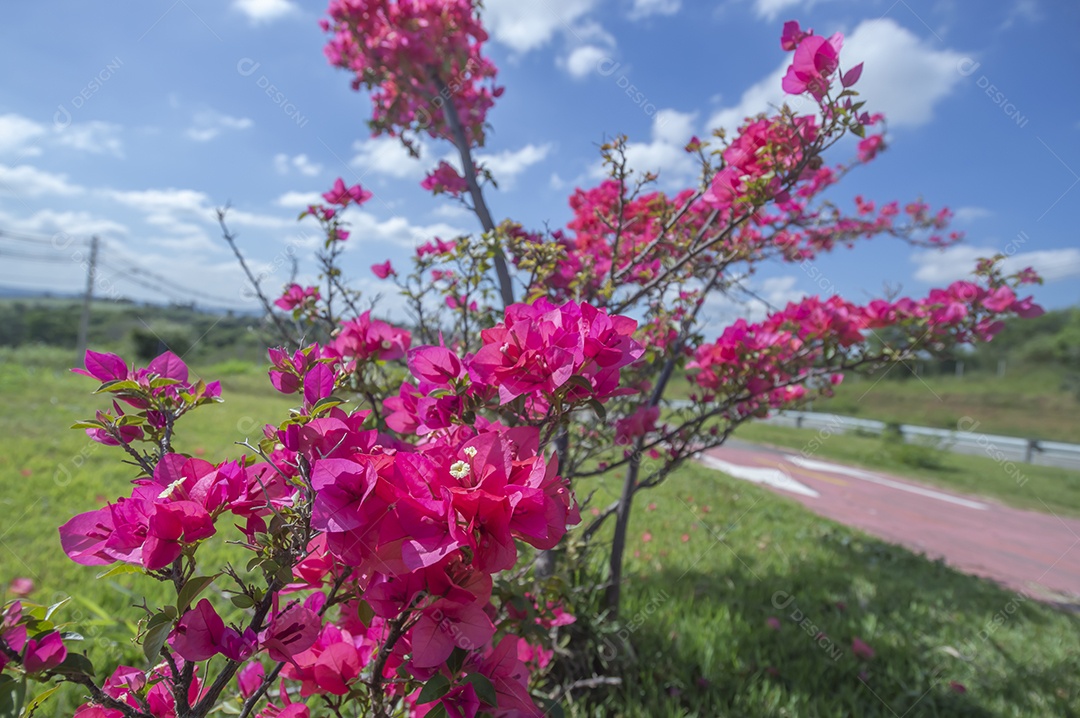 Micro árvore cheia de flores avermelhadas com vegetação ao fundo em um dia ensolarado, conceito de primavera e floricultura.