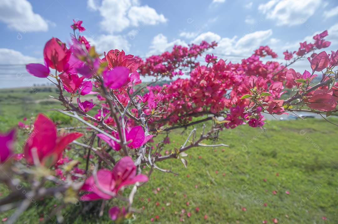 Micro árvore cheia de flores avermelhadas com vegetação ao fundo em um dia ensolarado, conceito de primavera e floricultura.