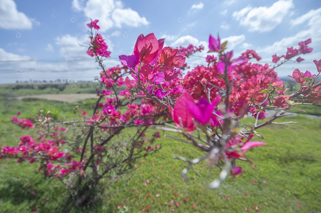 Micro árvore cheia de flores avermelhadas com vegetação ao fundo em um dia ensolarado, conceito de primavera e floricultura.