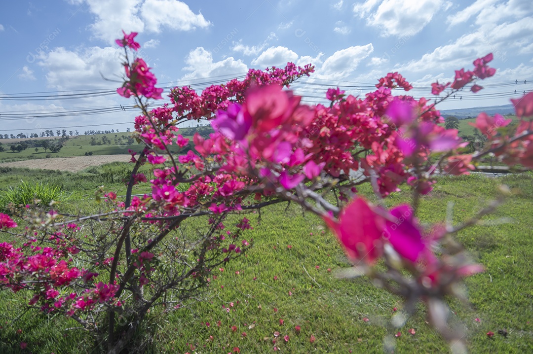 Micro árvore cheia de flores avermelhadas com vegetação ao fundo em um dia ensolarado, conceito de primavera e floricultura.
