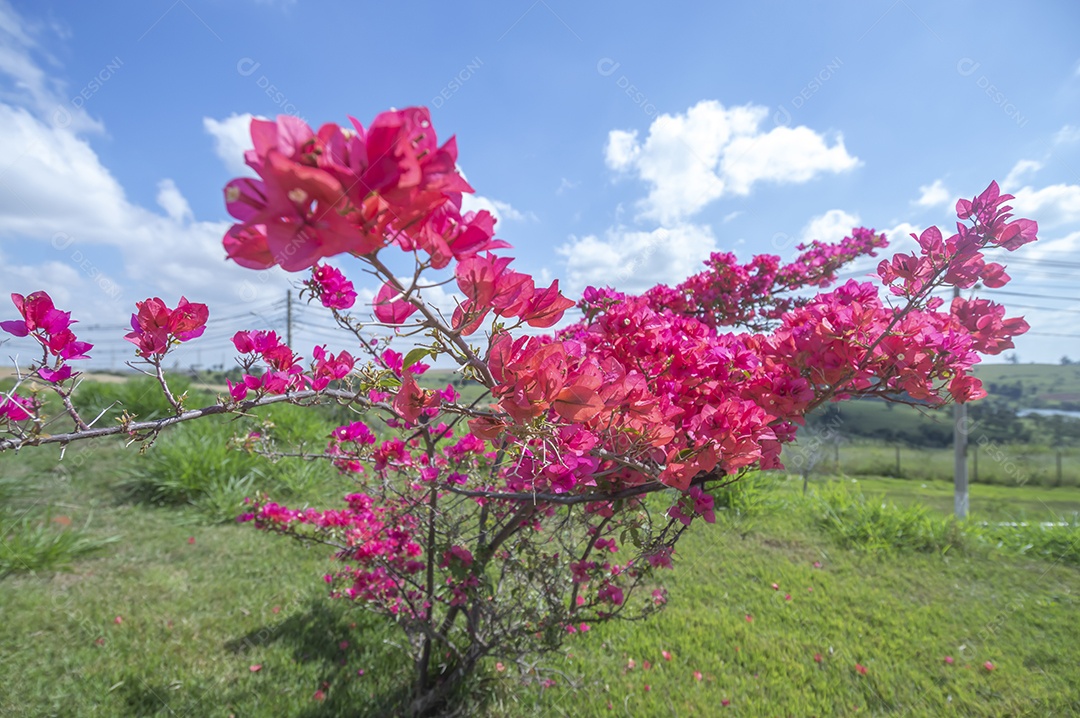 Micro árvore cheia de flores avermelhadas com vegetação ao fundo em um dia ensolarado, conceito de primavera e floricultura.