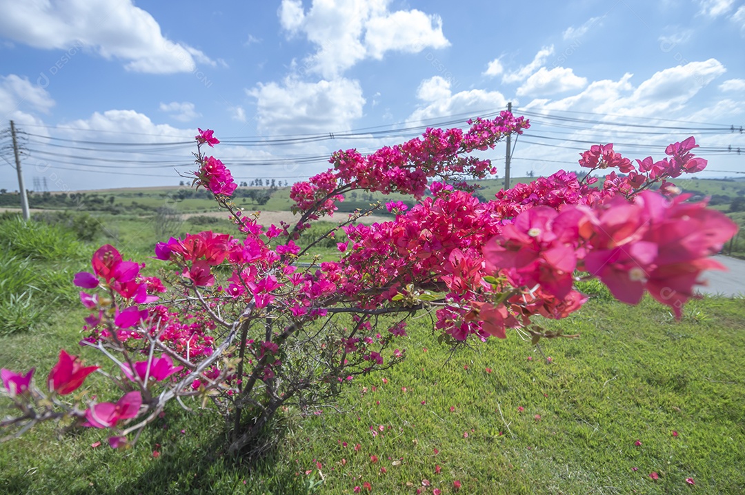 Micro árvore cheia de flores avermelhadas com vegetação ao fundo em um dia ensolarado, conceito de primavera e floricultura.
