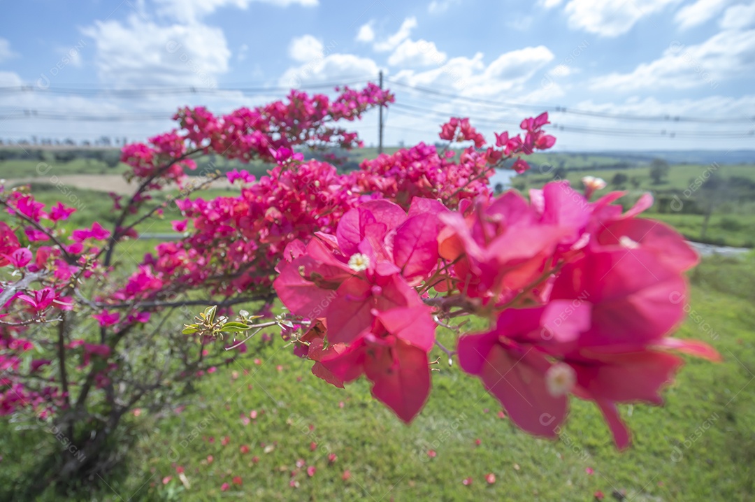 Micro árvore cheia de flores avermelhadas com vegetação ao fundo em um dia ensolarado, conceito de primavera e floricultura.