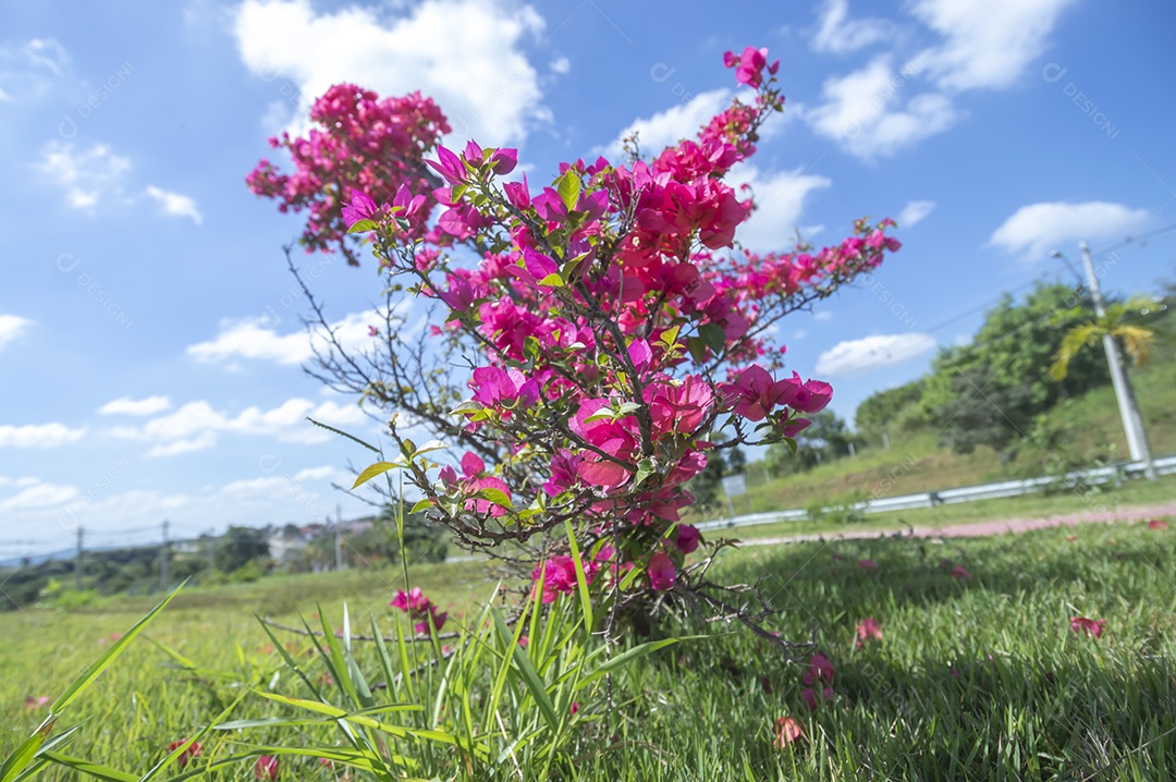 Micro árvore cheia de flores avermelhadas com vegetação ao fundo em um dia ensolarado, conceito de primavera e floricultura.