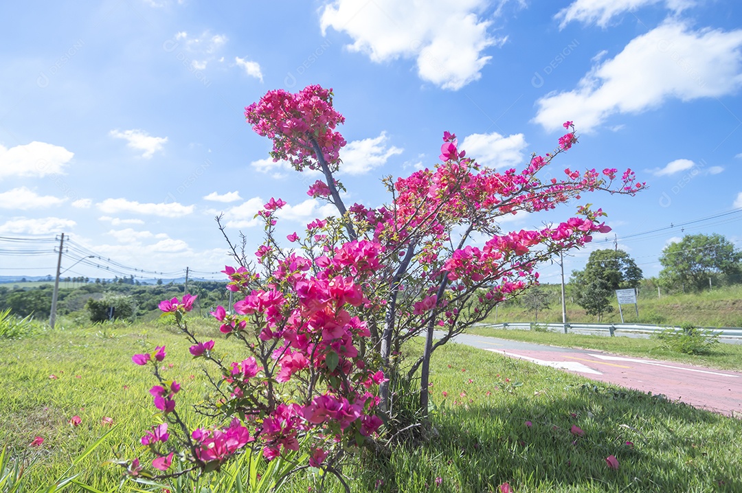 Micro árvore cheia de flores avermelhadas com vegetação ao fundo em um dia ensolarado, conceito de primavera e floricultura.