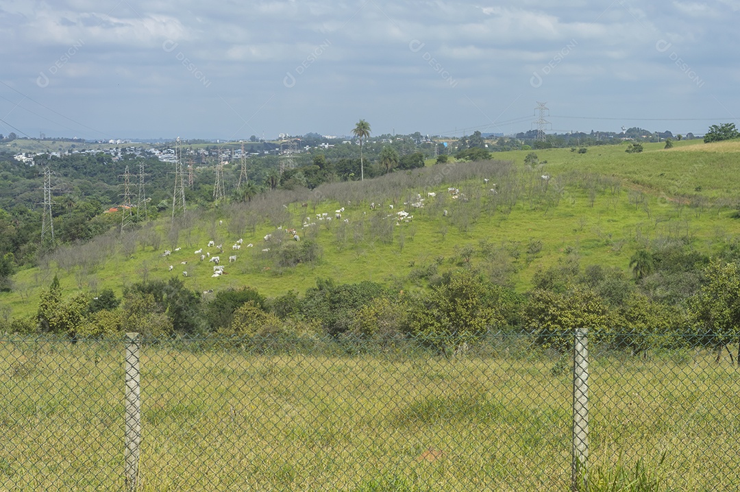 Rebanho de gado pastando na fazenda brasileira em um dia ensolarado, visto por trás de uma grade