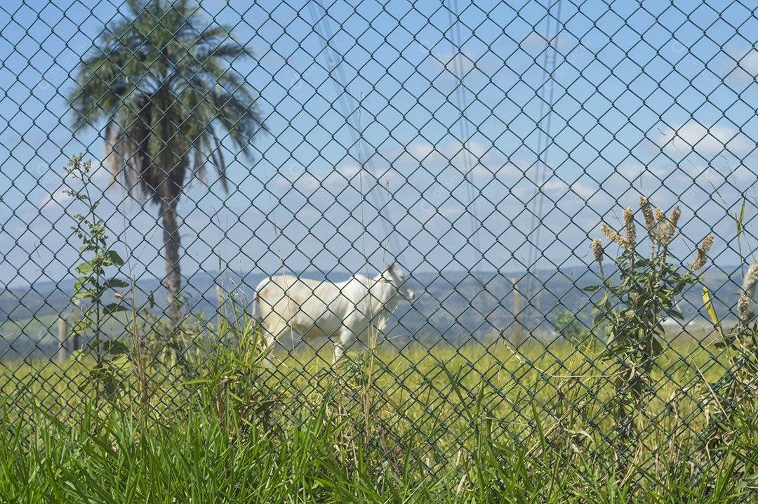 Rebanho de gado pastando na fazenda brasileira em um dia ensolarado, visto por trás de uma grade