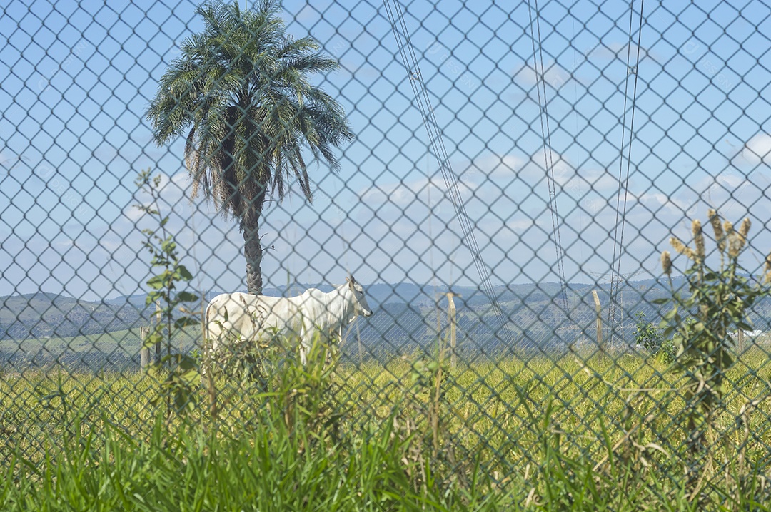 Rebanho de gado pastando na fazenda brasileira em um dia ensolarado, visto por trás de uma grade