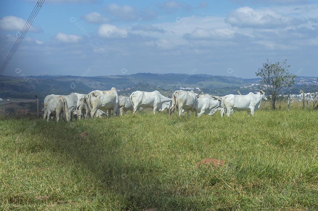 Rebanho de gado pastando na fazenda brasileira em um dia ensolarado, visto por trás de uma grade