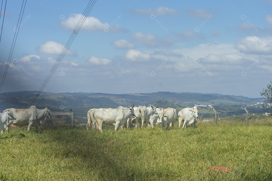 Rebanho de gado pastando na fazenda brasileira em um dia ensolarado, visto por trás de uma grade