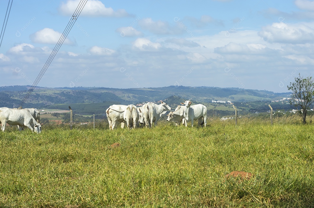 Rebanho de gado pastando na fazenda brasileira em um dia ensolarado, visto por trás de uma grade
