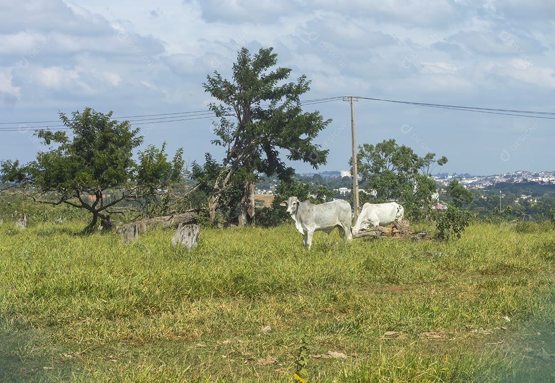 Rebanho de gado pastando na fazenda brasileira em um dia ensolarado, visto por trás de uma grade