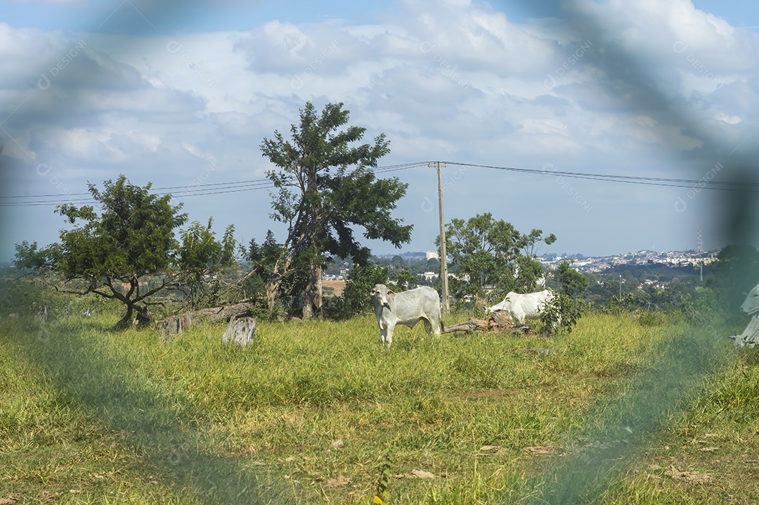 Rebanho de gado pastando na fazenda brasileira em um dia ensolarado, visto por trás de uma grade