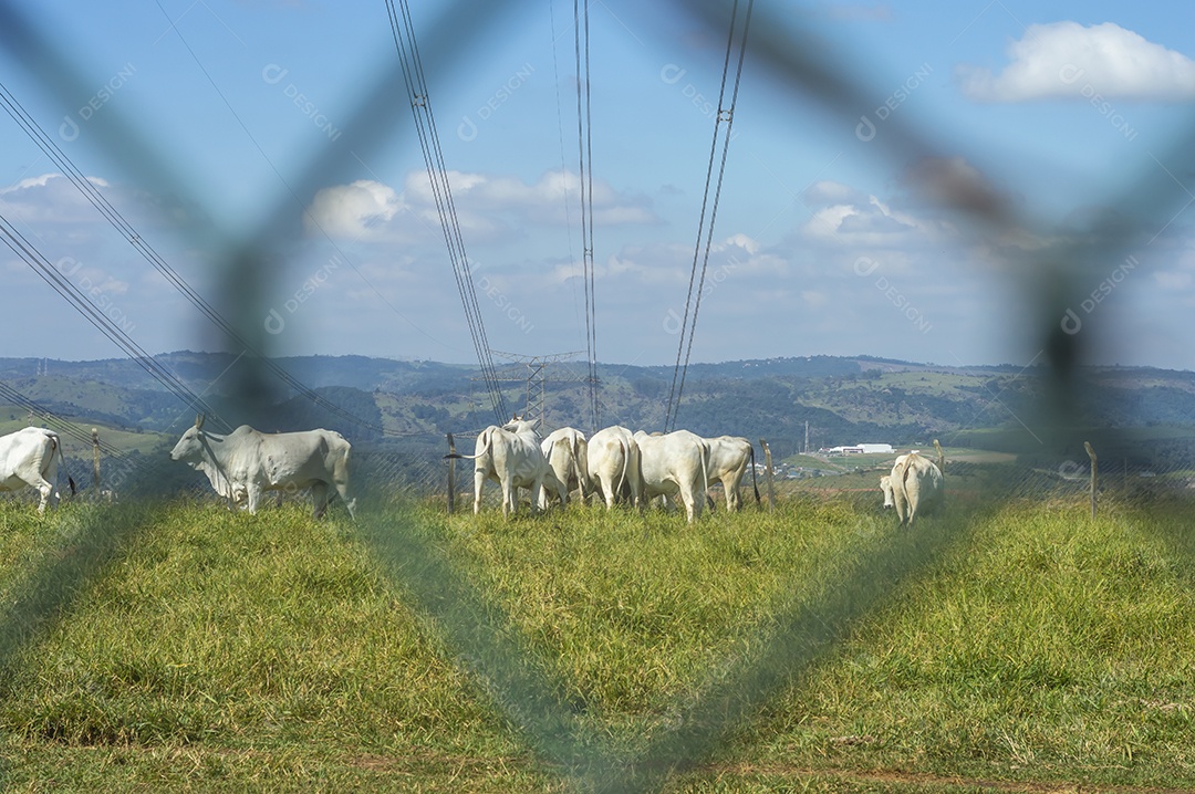 Rebanho de gado pastando na fazenda brasileira em um dia ensolarado, visto por trás de uma grade