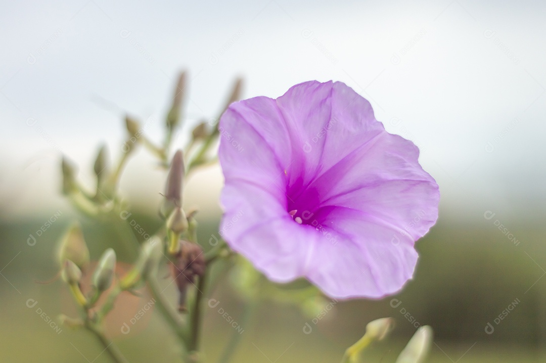 Flor de cor rosa com vegetação turva no fundo.