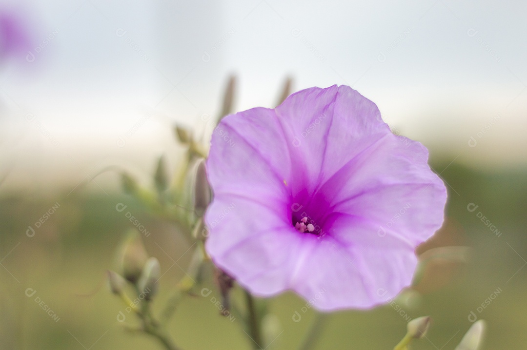 Flor de cor rosa com vegetação turva no fundo.