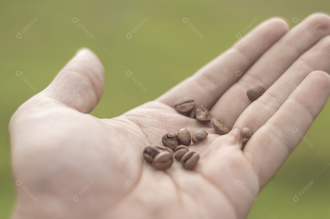 Grãos de café em uma mão masculina e vegetação embaçada ao fundo, dia ensolarado.