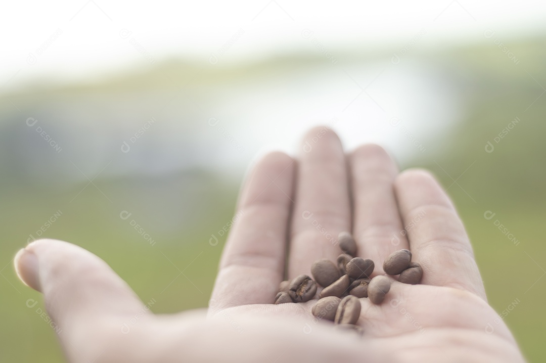 Grãos de café em uma mão masculina e vegetação embaçada ao fundo, dia ensolarado.
