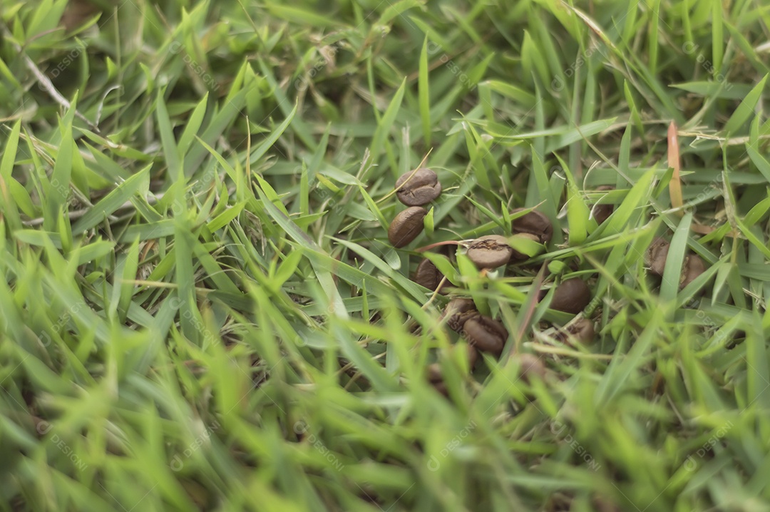 Textura com grãos de café jogados na grama com espaço de cópia.