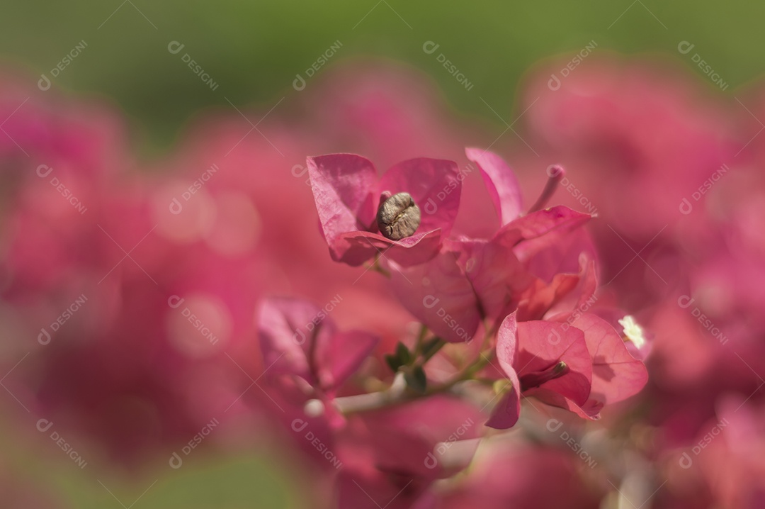 Grão de café saindo de uma flor avermelhada em um dia ensolarado, conceito abstrato.