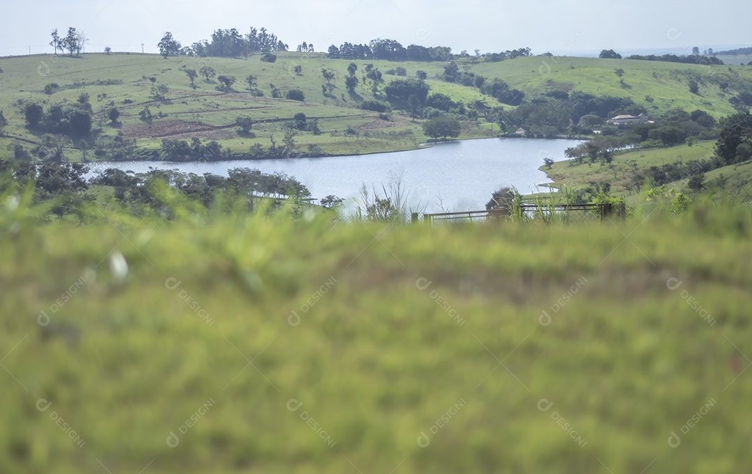 Textura com grama verde e lago ao fundo em um dia ensolarado, espaço de cópia em toda a imagem.