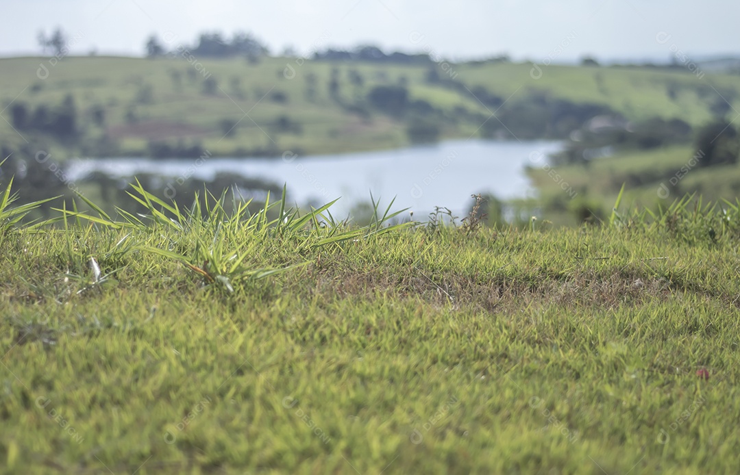 Textura com grama verde e lago ao fundo em um dia ensolarado, espaço de cópia em toda a imagem.
