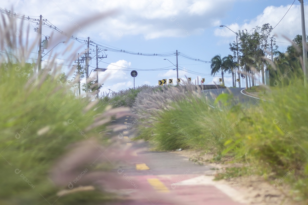 Ciclovia cercada por vegetação em um dia ensolarado, conceito de ciclismo, natureza urbana.