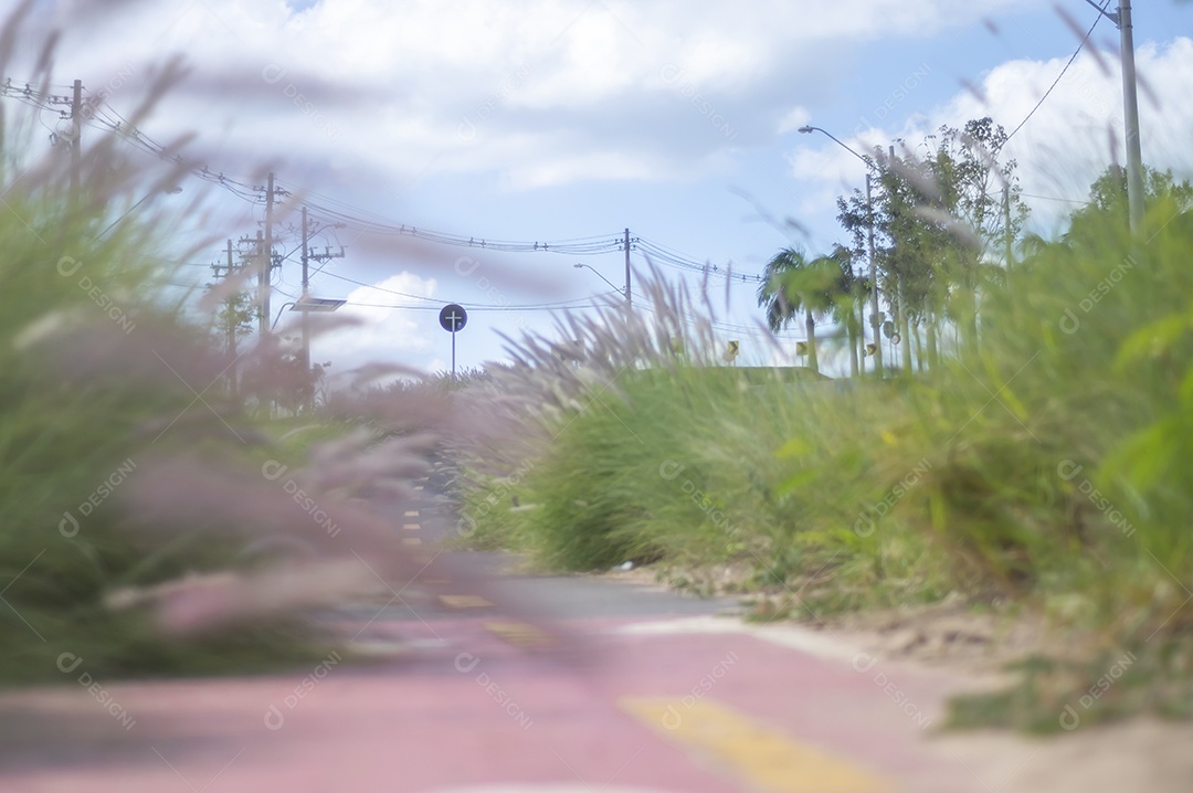 Ciclovia cercada por vegetação em um dia ensolarado, conceito de ciclismo, natureza urbana.