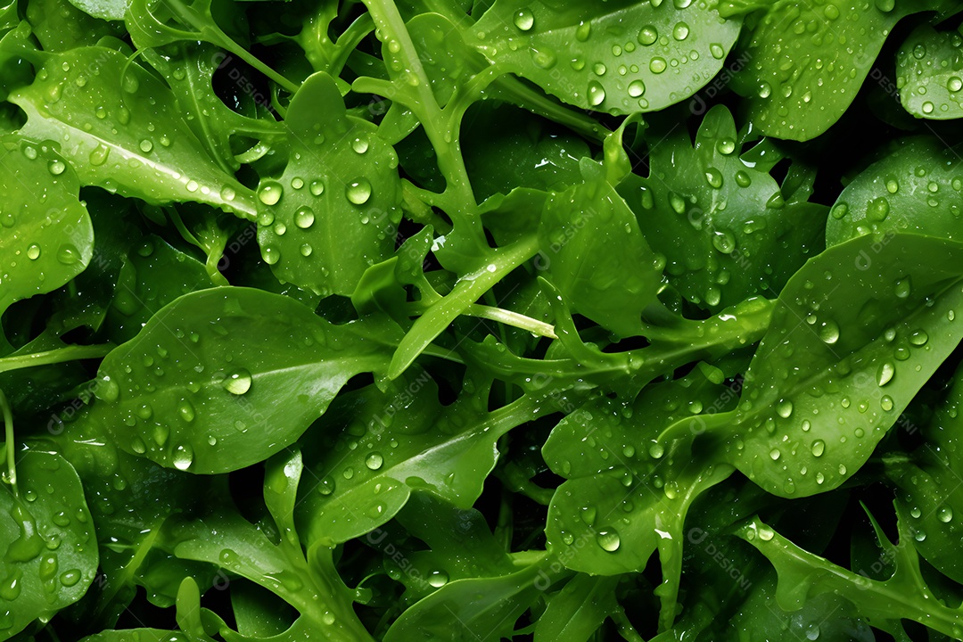 Vários Agrião Em Fundo Isolado