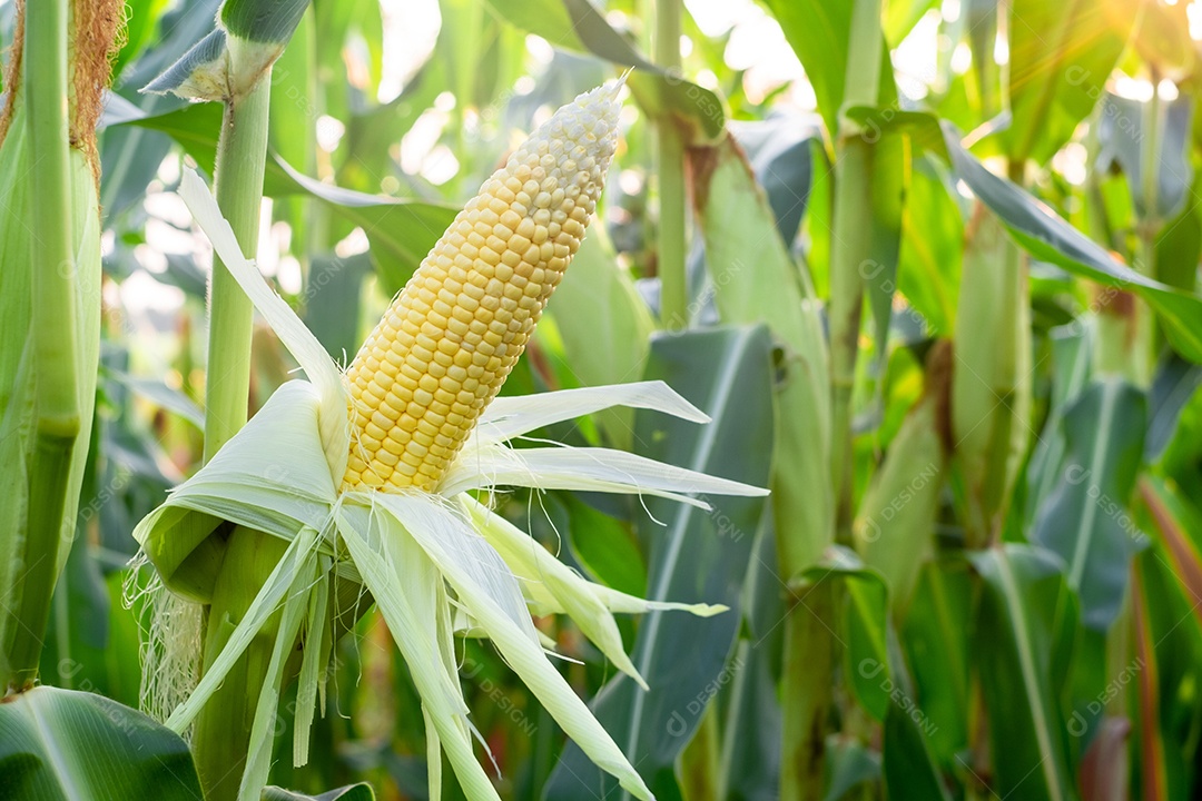Sementes de milho doce e folhas verdes no campo de milho, aguardando a colheita.