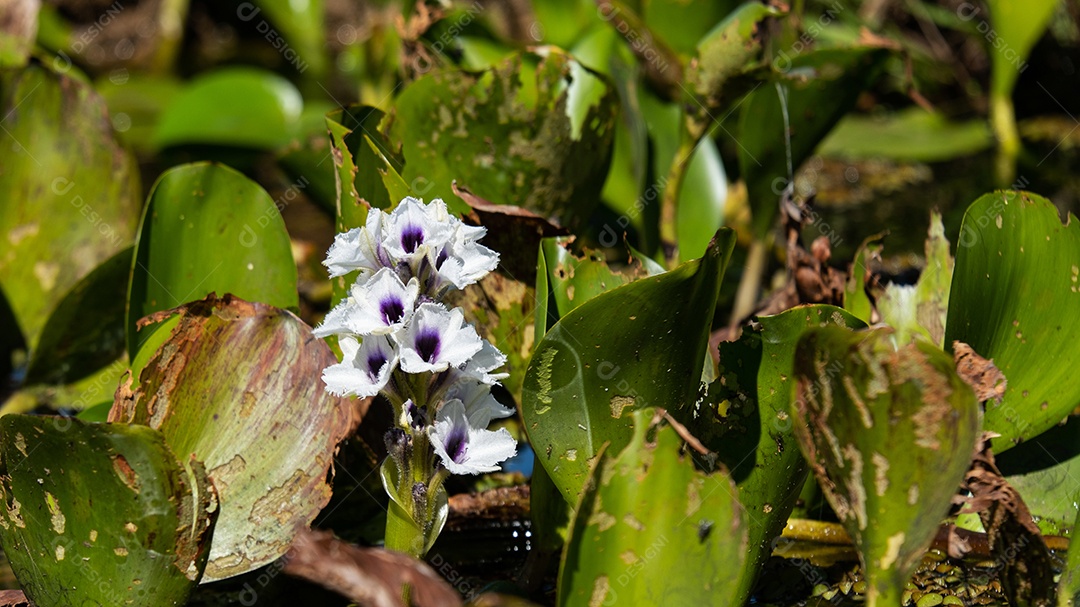 Flor de aguapé, planta aquática de ambientes pantanosos.