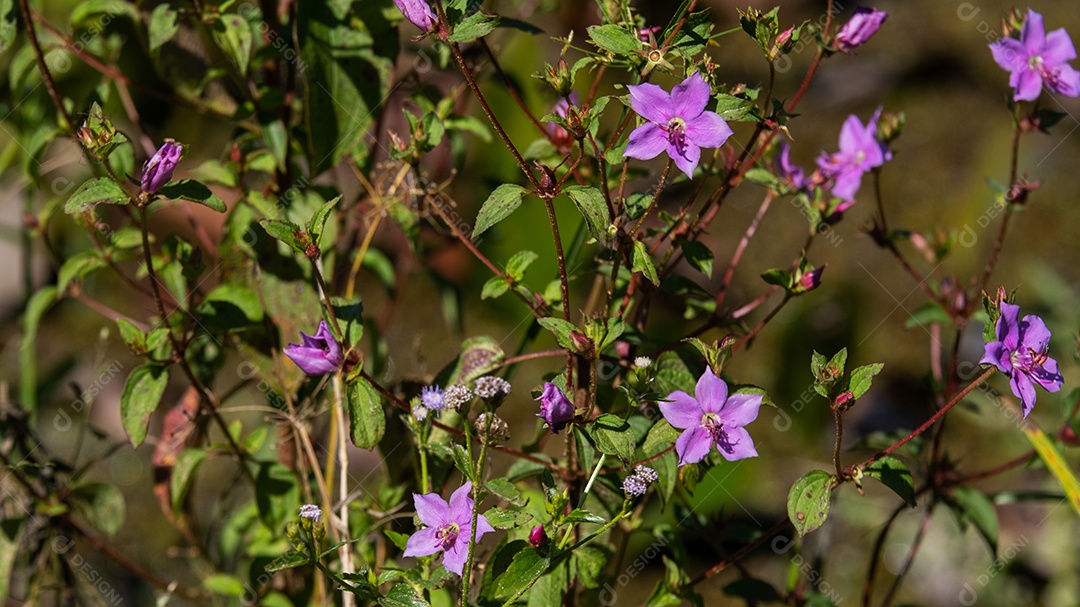 Arbusto com pequenas flores de prado roxo na manhã ensolarada.