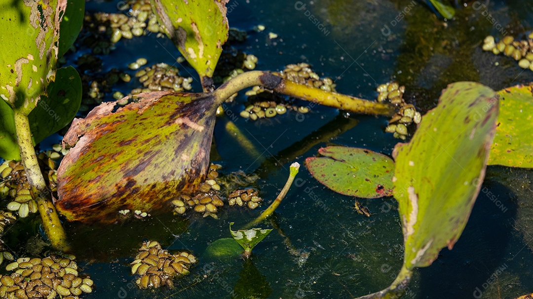 Aguapé, planta aquática de ambientes pantanosos.