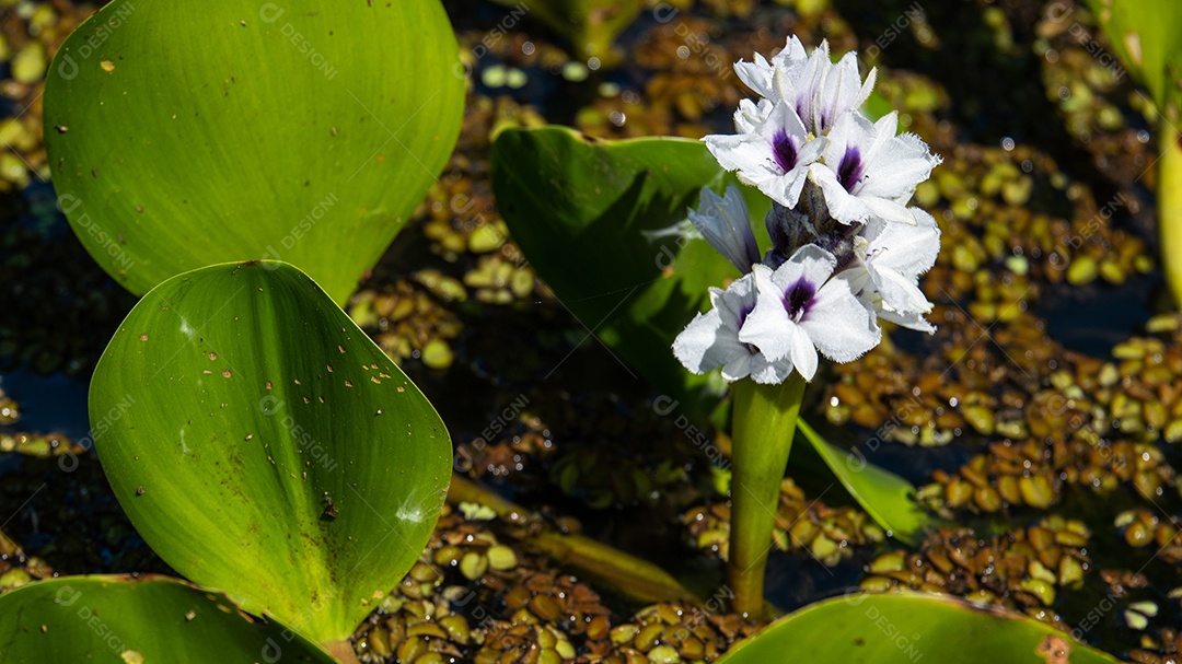 Flor de aguapé, planta aquática de ambientes pantanosos.