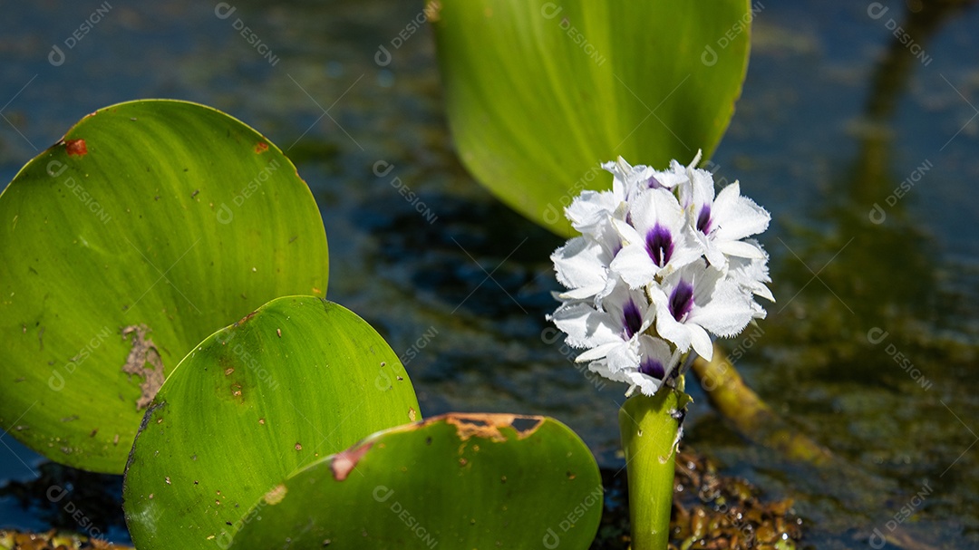Flor de aguapé, planta aquática de ambientes pantanosos.