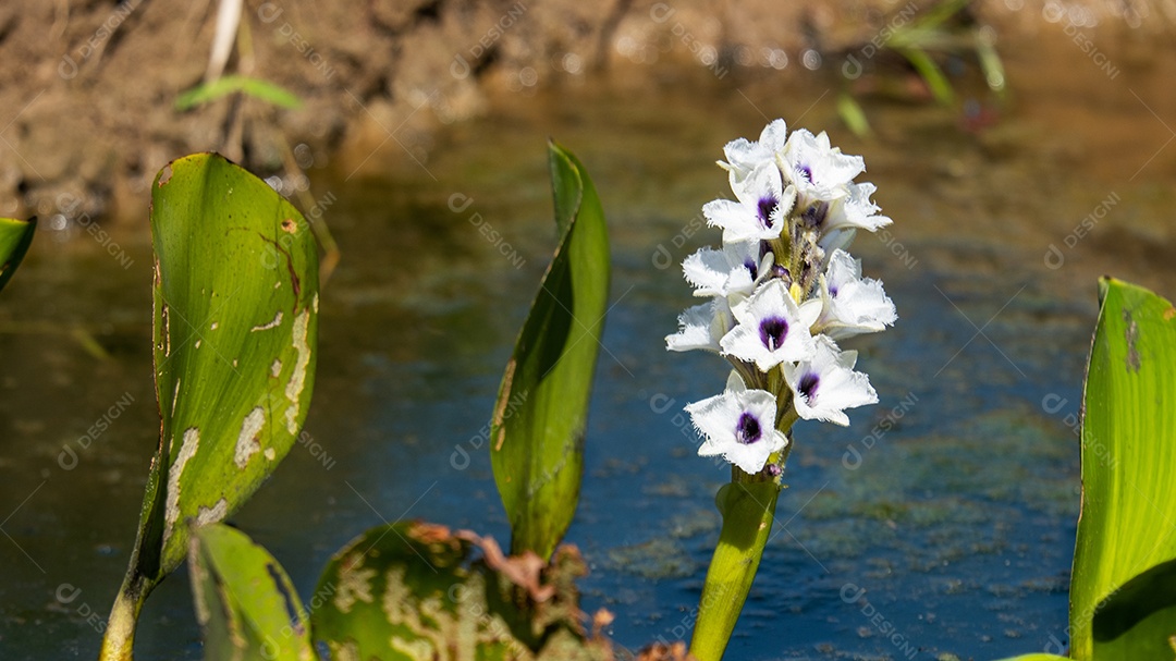 Flor de aguapé, planta aquática de ambientes pantanosos.