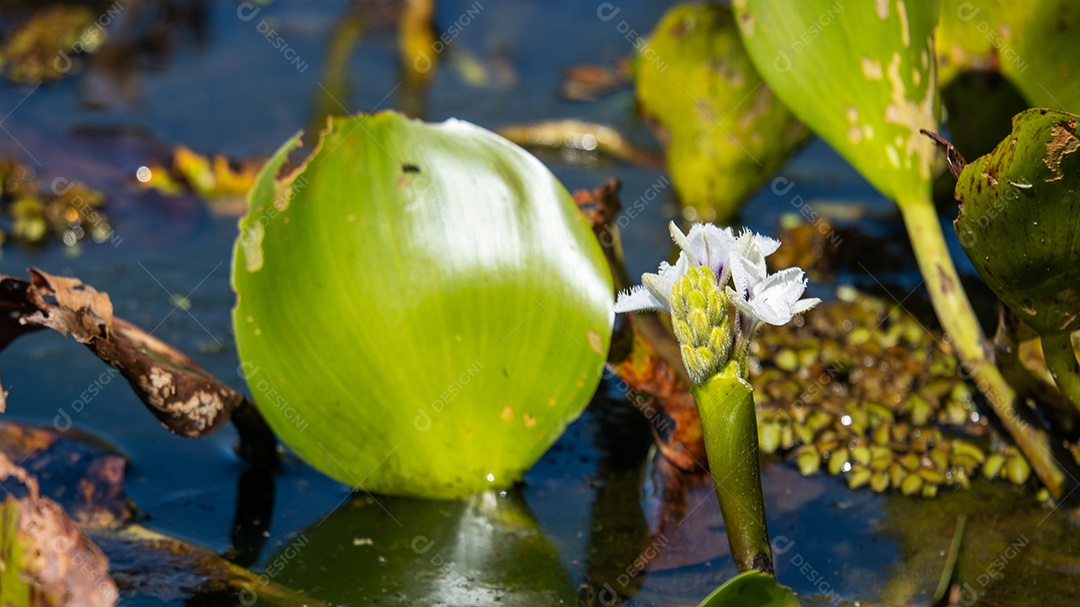 Flor de aguapé, planta aquática de ambientes pantanosos.