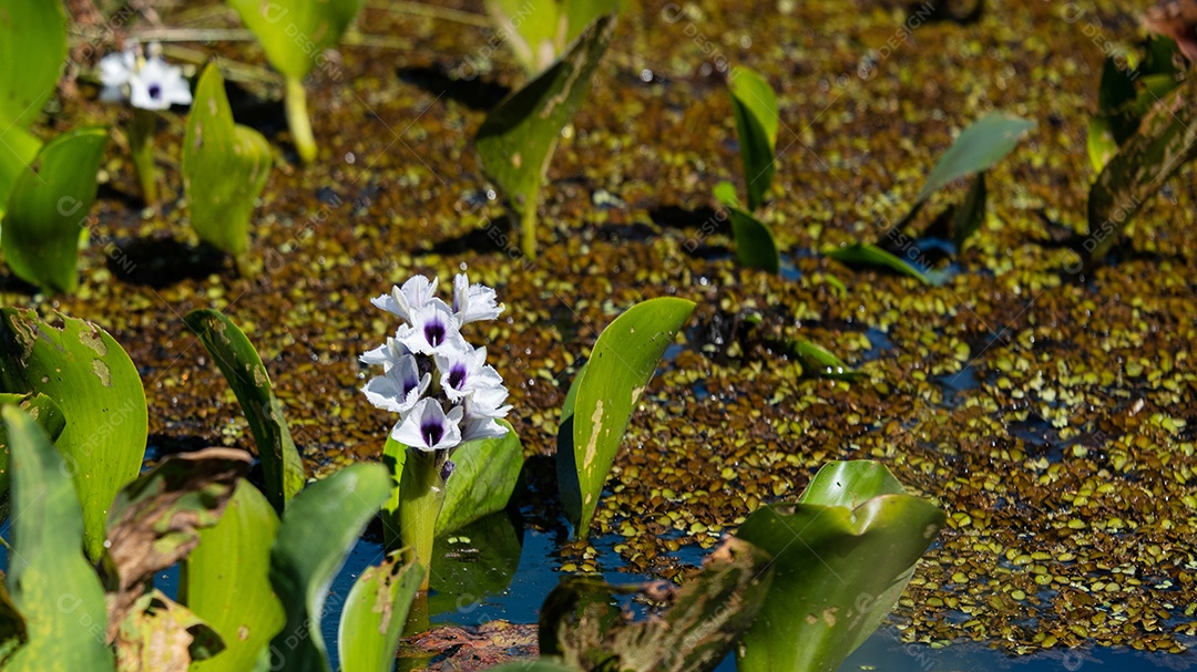 Flor de aguapé, planta aquática de ambientes pantanosos.