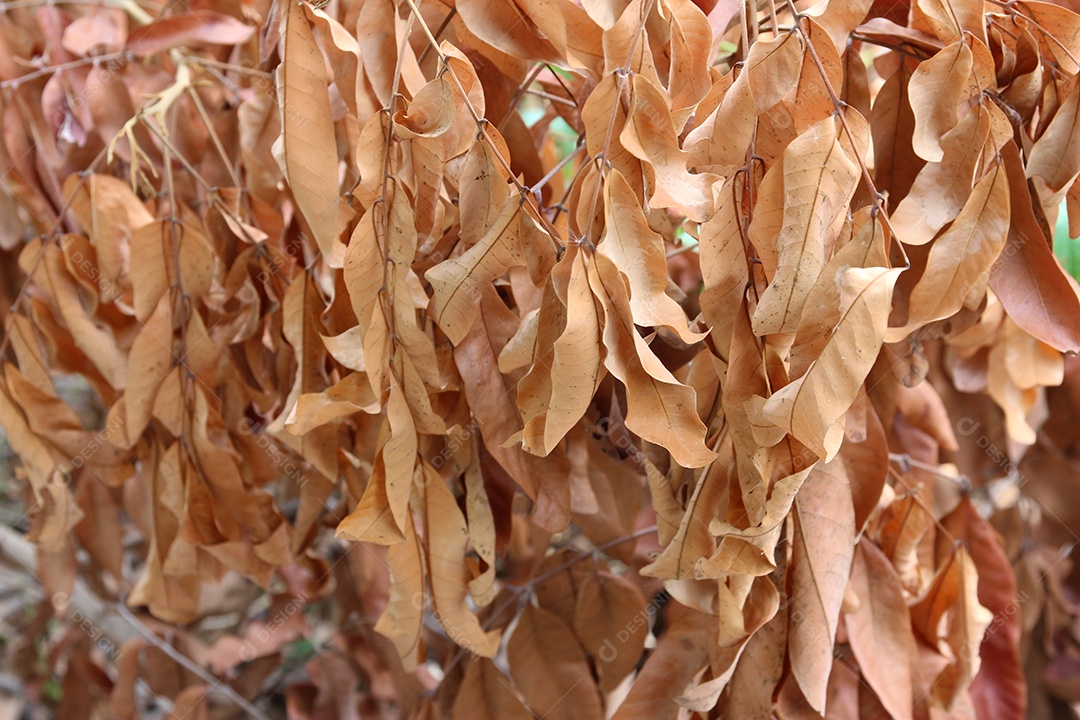 Textura de fundo de folhas secas fundo de outono