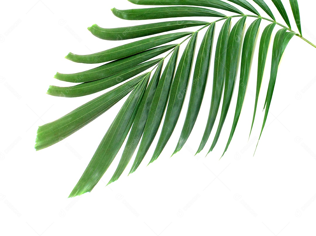 Folha de palmeira verde criativa moderna isolada em fundo branco
