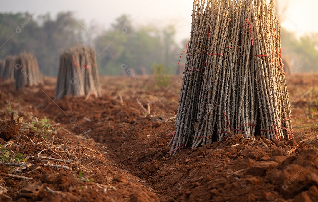 Fazenda de mandioca campo de planta de mandioca ou tapioca
