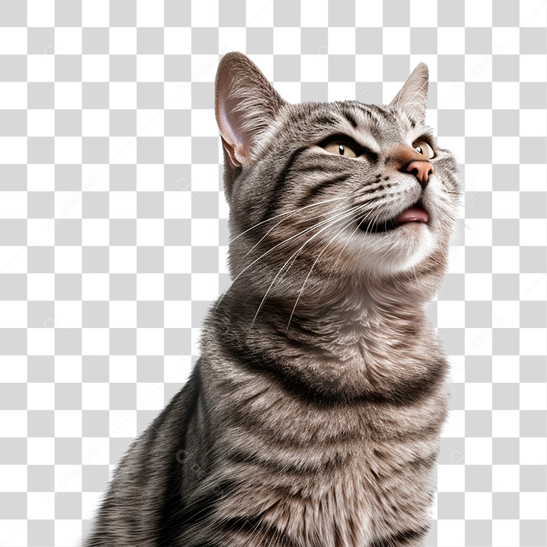 Gato PNG Transparente