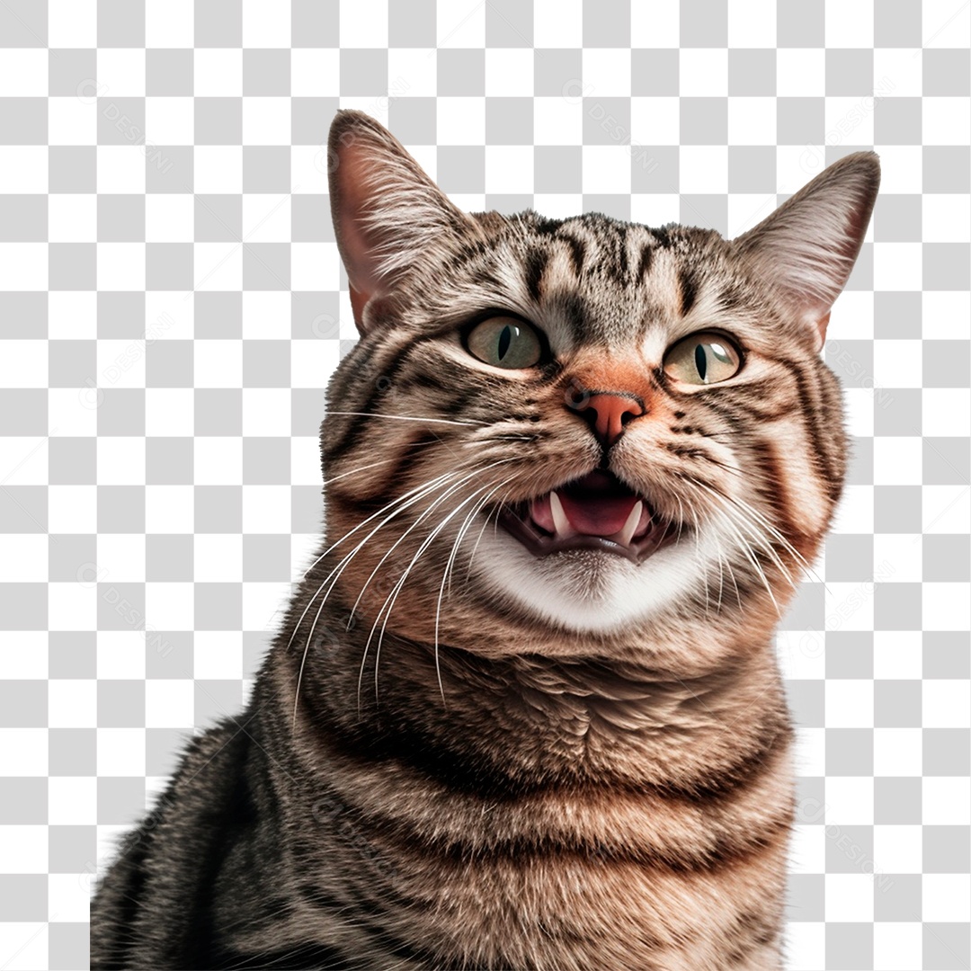 Gato PNG Transparente