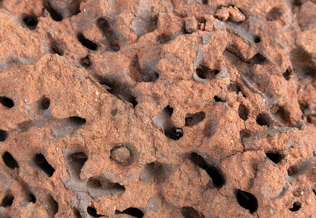 Detalhe de um formigueiro abandonado mostrando túneis